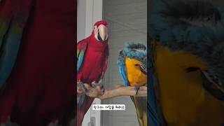 &quot;안녕&quot;이 이렇게 슬픈거였니?#애완동…