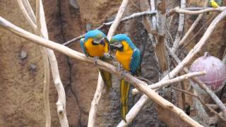 서울동물원 - 금강앵무 (Macaw)