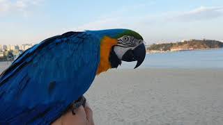 앵무새 바다에서 자유비행 실패