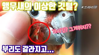 앵무새에게 이상한 깃털이나요! 가시깃? 그게 뭘까요?