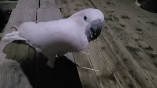 이쑤시개 만들어주는 코카투 앵무새