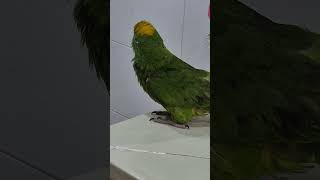 #꽃보다엄마 #고민하는겨? #말하는앵무새 #아롱이 #별…