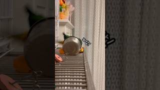 꽈당밤비의 어설픈 연기력 #shorts #parrot #caique #앵무새 #카이큐 #ズグロシロハラインコ