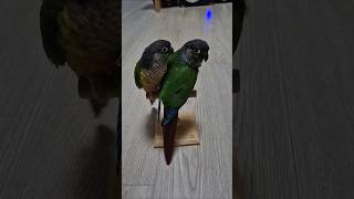 코뉴어앵무새#하랑이#하봉이#A.P.T