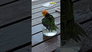 카이큐 앵무새 꽁지놀이 2탄 여기선 내가 왕이다!