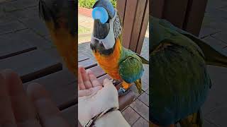 목마른 앵무새에게 물을 천천히 준다면? #앵무새 #빨리…