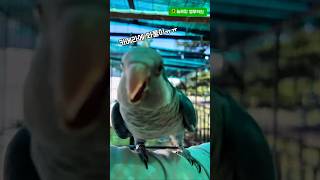 카메라에 화풀이하는 앵무새#앵무새 #parrot#퀘이커…