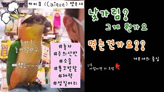 궁금했던 카이큐(Caique) 첫 만남│소리 혹은 소음…