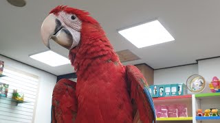 탬스터의 자랑 금화(홍금강)