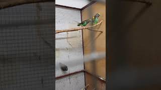 마이어스 구애행동