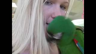 Severe macaw eating my hair! S…
