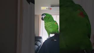 너무 예쁜 목소리로 '엄마'를 불러보는 앵무새 율리❤️
