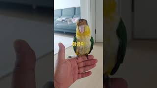 아기 노란머리 카이큐앵무새 황금이