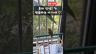 [심쿵주의]  아기앵무새 혼자서  안녕 ! 연습중  모…