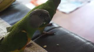 세네갈앵무새를 개처럼 풀어놓고 키운다면??