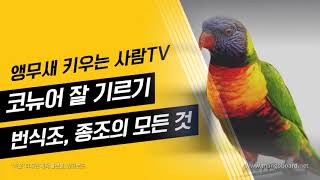 앵무새 번식조, 종조의 모든 것! Parrot, Conure, How to Choice Breeding Bird