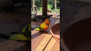 원숭이밥 훔쳐먹는 앵무새 썬코뉴어