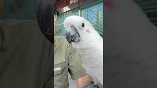 말잘하는 코카투 앵무새#코카투#앵무새 #말하는앵무새 #…