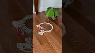 Telling my military macaw parr…