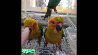 귀요미 썬코뉴어 아가들♡