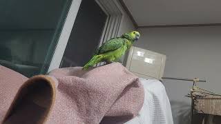 귀농귀촌 앵무새 놀아주기 Playing parrots in returning to farming and rural areas.