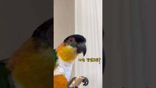 한입은 줄 수 있잖아....#앵무새 #parrot #카…
