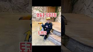 짜꼬미TV영등포 주렁주렁토코투칸 왈라비 청금강앵무#토코투칸#왈라비#청금강애무#영등포#주렁주렁#교감#방학#놀이#먹이주기#초딩#유튜버#짜꼬미TV#백여사#아돌프쪼꼬