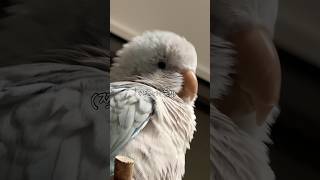 졸고 있는 앵무새 확대하다 들켰어요#퀘이커앵무송꾸꾸