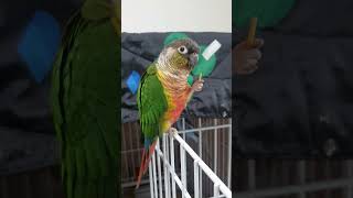 앵무새 타코의 최애 간식 오도독 국수