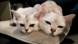 아깽이 별이의 하루 일과 a.k.a 형아 껌딱지 Kit…