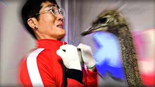 타조가 저를 먹으려고 합니다..도와주세요