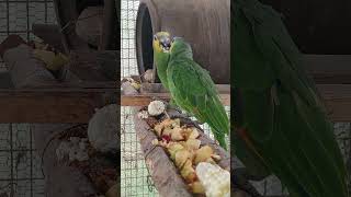 찰옥수수 (진율미)밤고구마.사과 모두(직) 농사한 먹거…