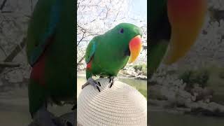 우리들의 즐거움♡앵무새와 나 #parrot #벚꽃 #귀여운