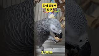 호두 먹기 달조 #parrot  #앵무새 #birds …