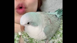 뽀뽀해죠 #parrot #귀여운 #birds #말하는앵…