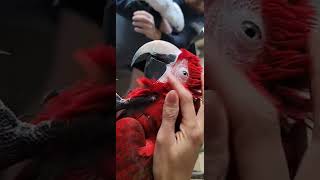 #ببغاء #parrot #bird #bird gre…