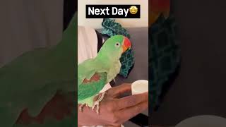 #parrot #parrots #parrotlover