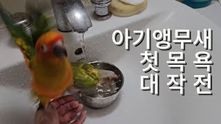 아기앵무새 해니의 첫 목욕 대작전