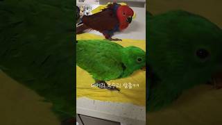 대머리독수리 탈출~! 많이 큰 뉴기니아 한쌍 #뉴기니아 #뉴기니아앵무새 #뉴기니아앵무 #앵무새 #앵무새브이로그 #앵무새키우기