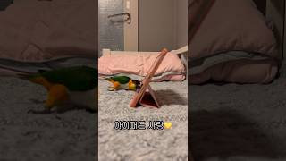 아이패드 집착녀 #shorts #parrot #caiq…