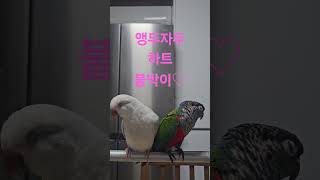 앵두자두의 귀여운 하트합체 영상이예요^^ #birds #앵무새 #앵두자두 #하트하트