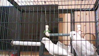 #코카투 가  말을할까요?