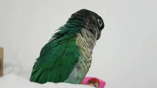 우리 앵무새는 물어요! 입질 교정에 대해. 설명읽어보세…