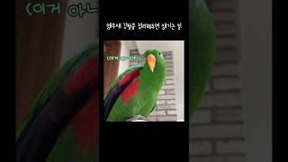 [지구] 앵무새 깃털을 정리해주면 생기는 일 / 겨드랑이 자동반사 / talking eclectus parrot