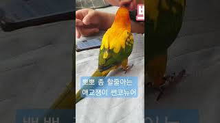 뽀뽀는 신중하게, 애교는 덤~ 집사를 사랑하는 썬코뉴어 앵무새 #shorts