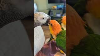 He Loves the Babies  | Apollo …