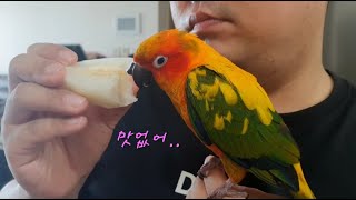 아무거나 안먹는 까다로운 입맛의 앵무새 썬코뉴어 #sh…