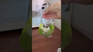 링체조 #앵무새 #퀘이커 #parrot #안경#개구쟁이