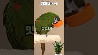 음료수 뚜껑 들고 뭐 먹는 거야~~? #말하는앵무새 #…