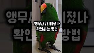 삐져서 방으로 들어가버린 앵무새 확인하는 방법 #앵무새…